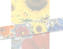 Zeige Details für Sommer-Motiv Thermorolle 80mm / 80m (Ø 80mm) Kern 12mm, phenolfrei ! Bild von Sommer-Motiv Thermorolle 80mm / 80m (Ø 80mm) Kern 12mm, phenolfrei !